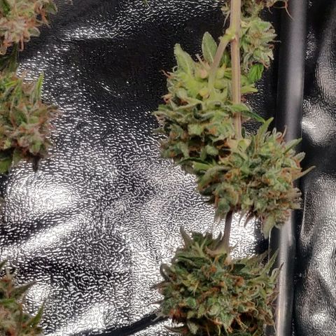 Blueberry Automatic (Done) growlog timeline photo