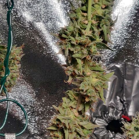 Blueberry Automatic (Done) growlog timeline photo
