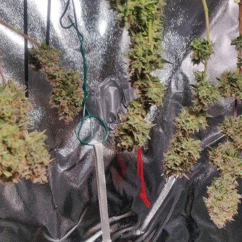 Blueberry Automatic (Done) growlog timeline photo