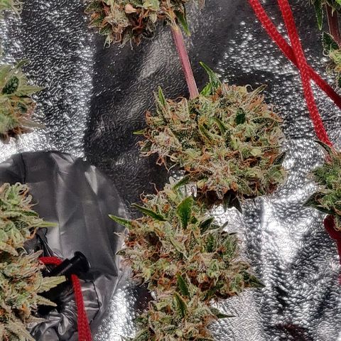Blueberry Automatic (Done) growlog timeline photo
