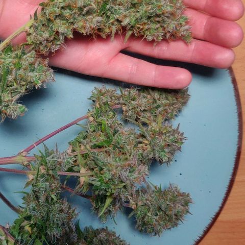 Blueberry Automatic (Done) growlog timeline photo