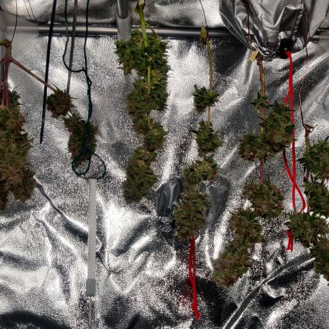 Blueberry Automatic (Done) growlog timeline photo