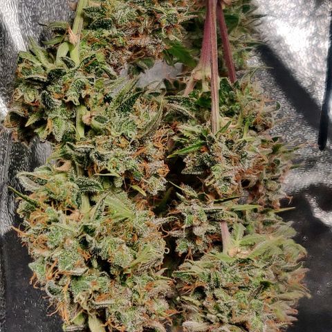 Blueberry Automatic (Done) growlog timeline photo