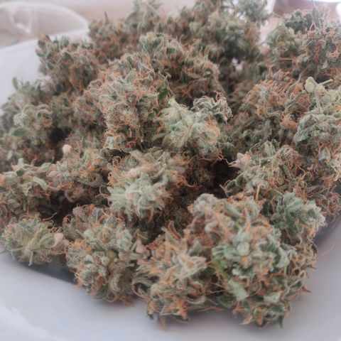 Blueberry Automatic (Done) growlog photo: 40G Ernte, trocken