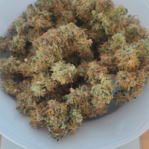 Blueberry Automatic (Done) growlog photo: 40G Ernte, trocken