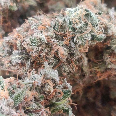 Blueberry Automatic (Done) growlog photo: 40G Ernte, trocken