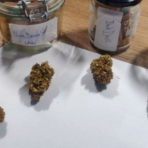 Dark Devil Auto (Done) growlog photo: Nach mindestens 20 Wochen (5 Monate) Curing Zeit. Amnesia ist immer noch die beste, in Form von Konsistenz, terpenenprofil, und Geschmack!