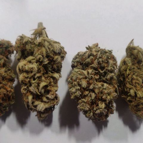 Dark Devil Auto (Done) growlog photo: Nach mindestens 20 Wochen (5 Monate) Curing Zeit. Amnesia ist immer noch die beste, in Form von Konsistenz, terpenenprofil, und Geschmack!