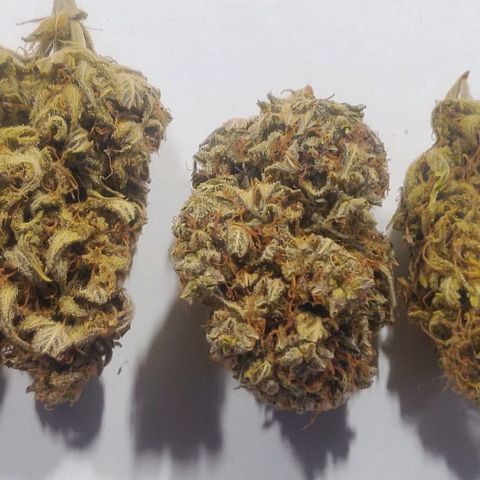 Dark Devil Auto (Done) growlog photo: Nach mindestens 20 Wochen (5 Monate) Curing Zeit. Amnesia ist immer noch die beste, in Form von Konsistenz, terpenenprofil, und Geschmack!