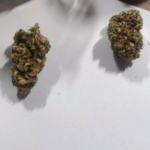 Dark Devil Auto (Done) growlog photo: Nach mindestens 20 Wochen (5 Monate) Curing Zeit. Amnesia ist immer noch die beste, in Form von Konsistenz, terpenenprofil, und Geschmack!
