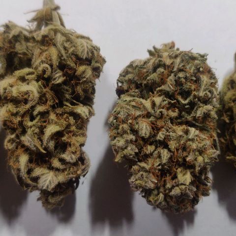 Dark Devil Auto (Done) growlog photo: Nach mindestens 20 Wochen (5 Monate) Curing Zeit. Amnesia ist immer noch die beste, in Form von Konsistenz, terpenenprofil, und Geschmack!