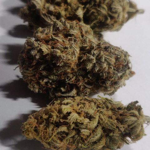 Dark Devil Auto (Done) growlog photo: Nach mindestens 20 Wochen (5 Monate) Curing Zeit. Amnesia ist immer noch die beste, in Form von Konsistenz, terpenenprofil, und Geschmack!