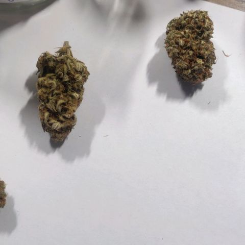Dark Devil Auto (Done) growlog photo: Nach mindestens 20 Wochen (5 Monate) Curing Zeit. Amnesia ist immer noch die beste, in Form von Konsistenz, terpenenprofil, und Geschmack!