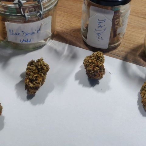 Dark Devil Auto (Done) growlog photo: Nach mindestens 20 Wochen (5 Monate) Curing Zeit. Amnesia ist immer noch die beste, in Form von Konsistenz, terpenenprofil, und Geschmack!