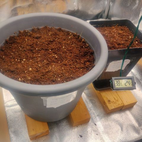 BluDreamy Auto (Done) growlog timeline photo