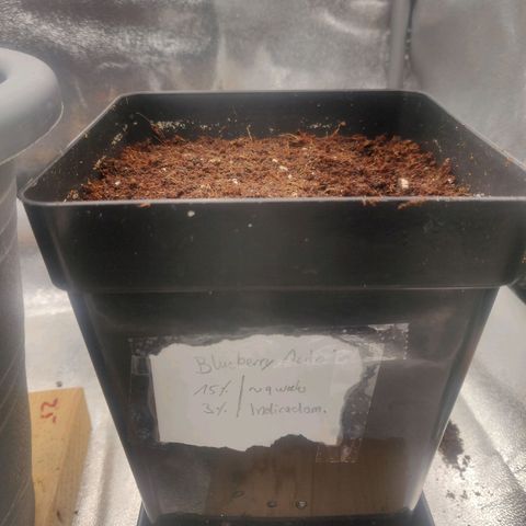 BluBee Auto (Done) growlog timeline photo