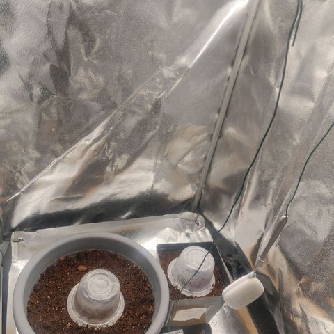 BluDreamy Auto (Done) growlog timeline photo
