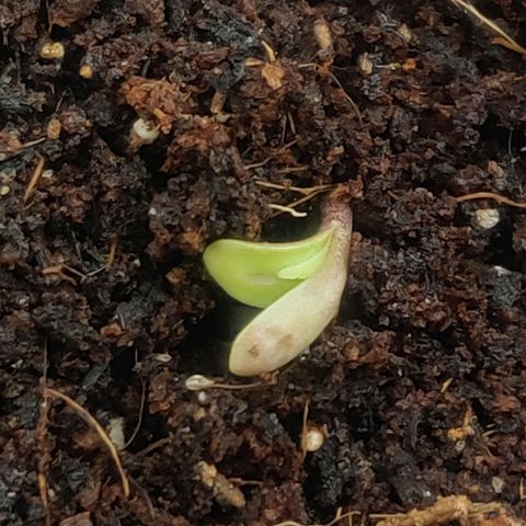 BluDreamy Auto (Done) growlog timeline photo