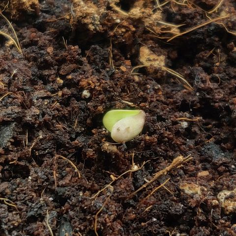 BluDreamy Auto (Done) growlog timeline photo