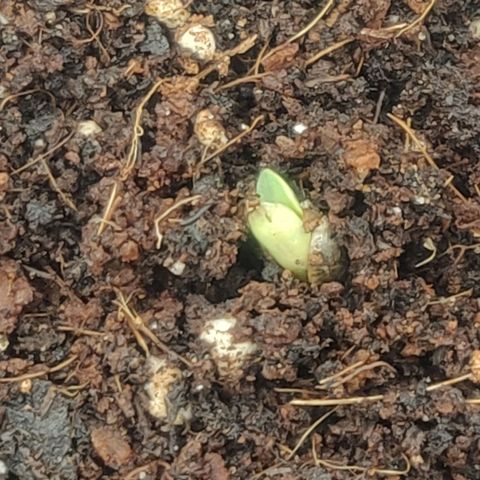 BluBee Auto (Done) growlog timeline photo