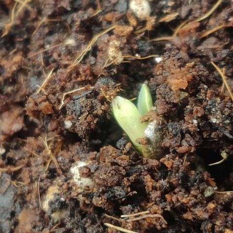 BluBee Auto (Done) growlog timeline photo