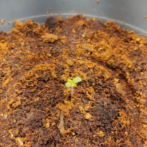 BluDreamy Auto (Done) growlog timeline photo