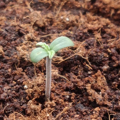 BluDreamy Auto (Done) growlog timeline photo