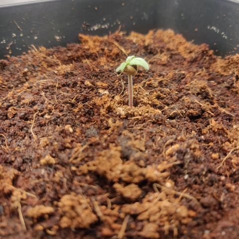 BluBee Auto (Done) growlog timeline photo