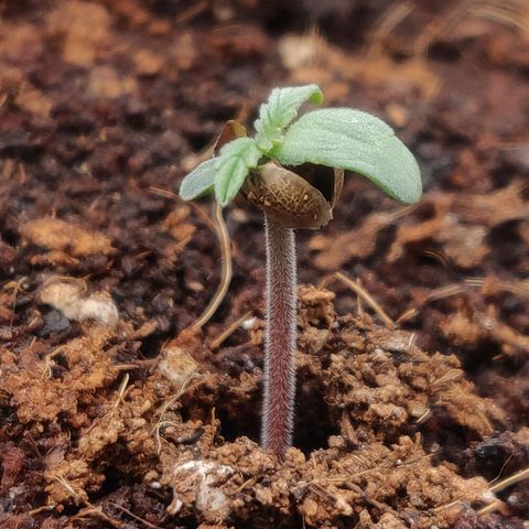 BluBee Auto (Done) growlog timeline photo