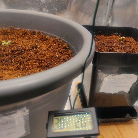 BluDreamy Auto (Done) growlog timeline photo