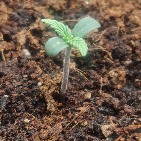BluDreamy Auto (Done) growlog timeline photo