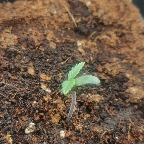 BluBee Auto (Done) growlog timeline photo