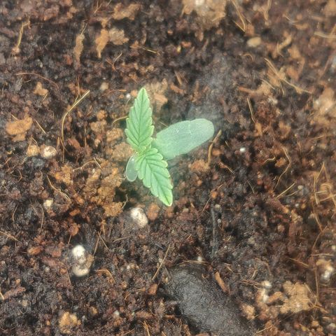 BluBee Auto (Done) growlog timeline photo