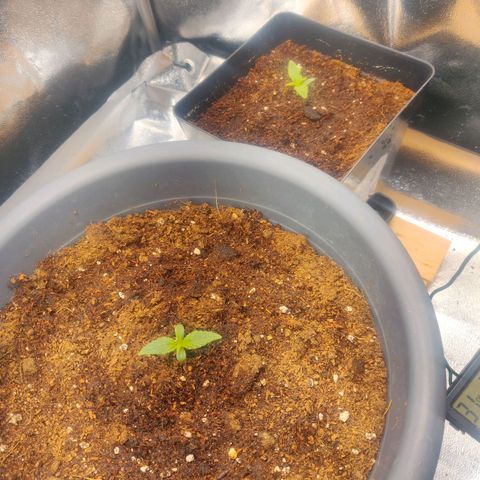 BluDreamy Auto (Done) growlog timeline photo