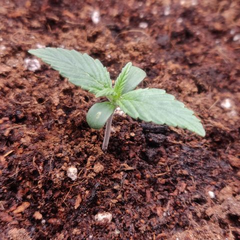 BluDreamy Auto (Done) growlog timeline photo