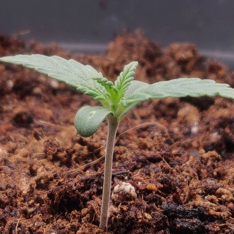 BluDreamy Auto (Done) growlog timeline photo