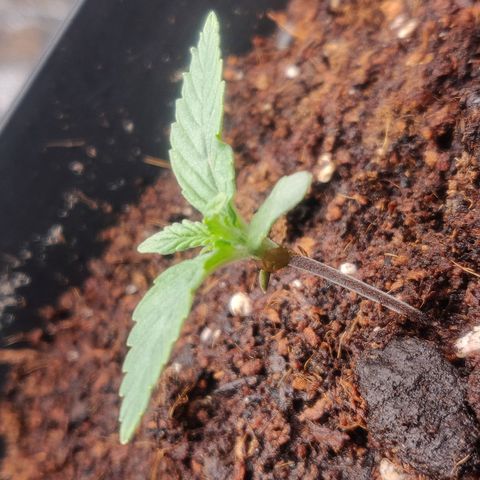 BluBee Auto (Done) growlog timeline photo