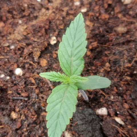 BluBee Auto (Done) growlog timeline photo