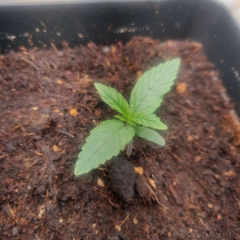 BluBee Auto (Done) growlog timeline photo
