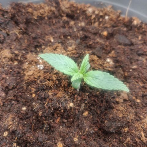 BluDreamy Auto (Done) growlog timeline photo