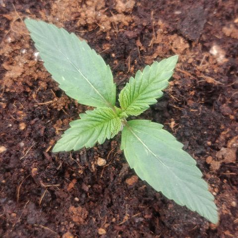 BluDreamy Auto (Done) growlog timeline photo