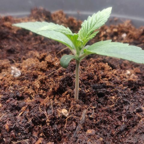 BluDreamy Auto (Done) growlog timeline photo