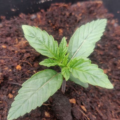 BluBee Auto (Done) growlog timeline photo