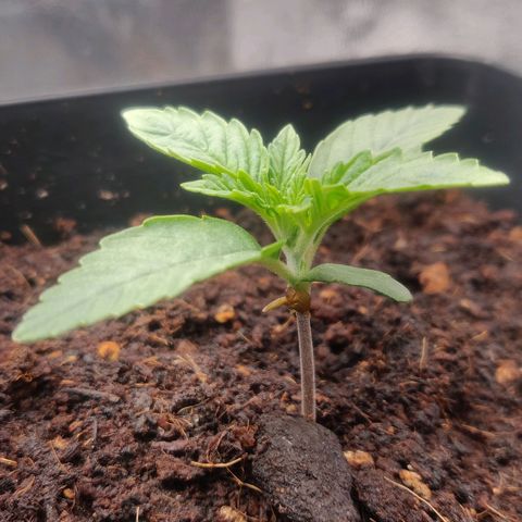 BluBee Auto (Done) growlog timeline photo