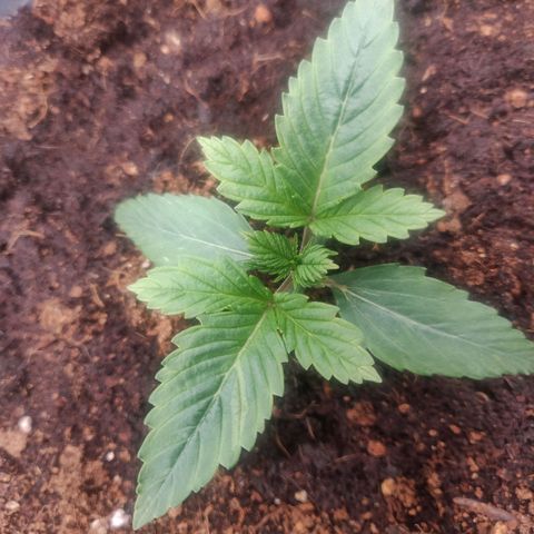 BluDreamy Auto (Done) growlog photo: Leichte Mangelerscheinung?