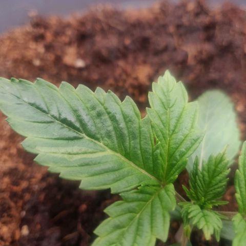 BluDreamy Auto (Done) growlog photo: Leichte Mangelerscheinung?