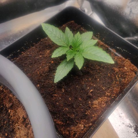 BluBee Auto (Done) growlog timeline photo