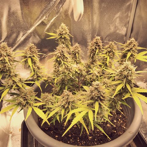 Blueberry Automatic (Done) growlog timeline photo