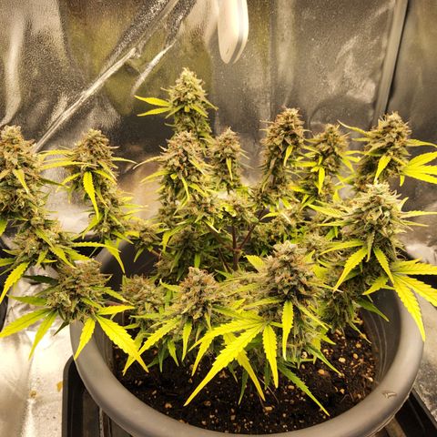 Blueberry Automatic (Done) growlog timeline photo