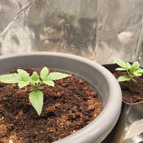 BluDreamy Auto (Done) growlog timeline photo